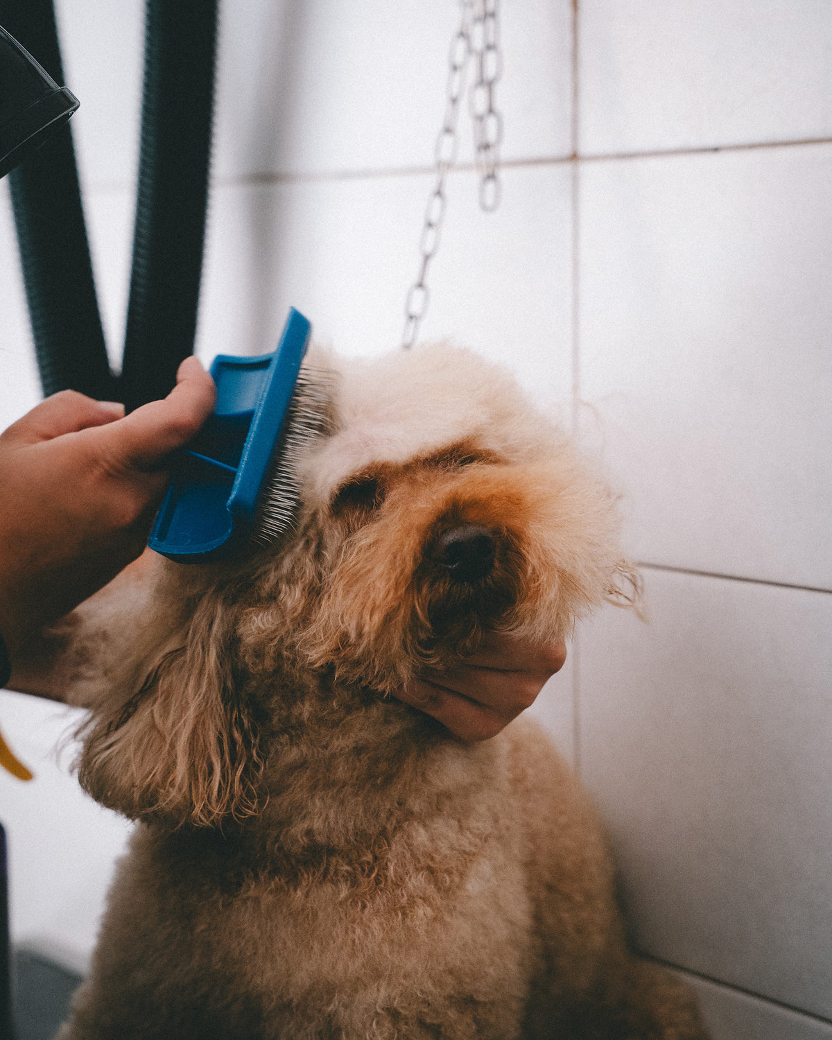 Rufee pet friendly