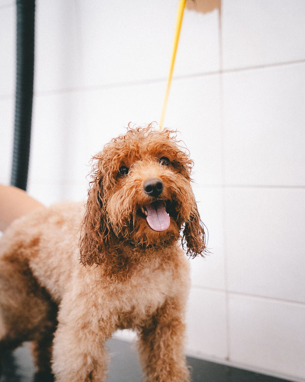 Rufee pet friendly